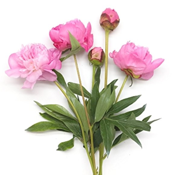 WOMEN'S CLOTHES----> - Picture 10 of 14